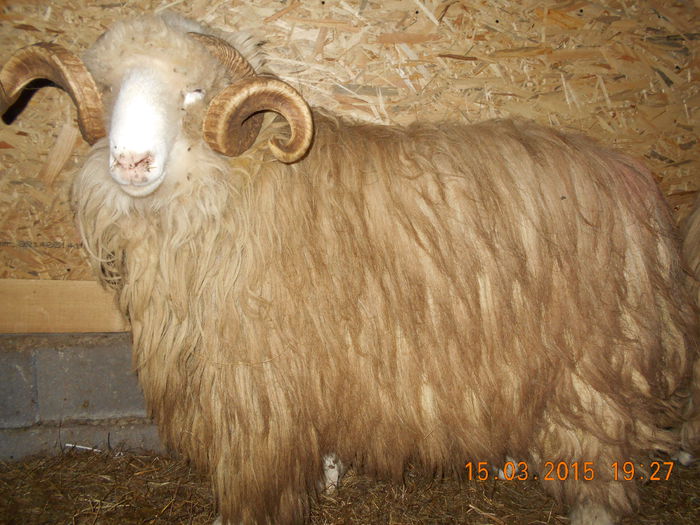 DSCN2393 - Berbeci 2o14-2015