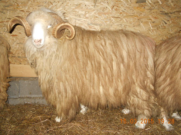 DSCN2395 - Berbeci 2o14-2015