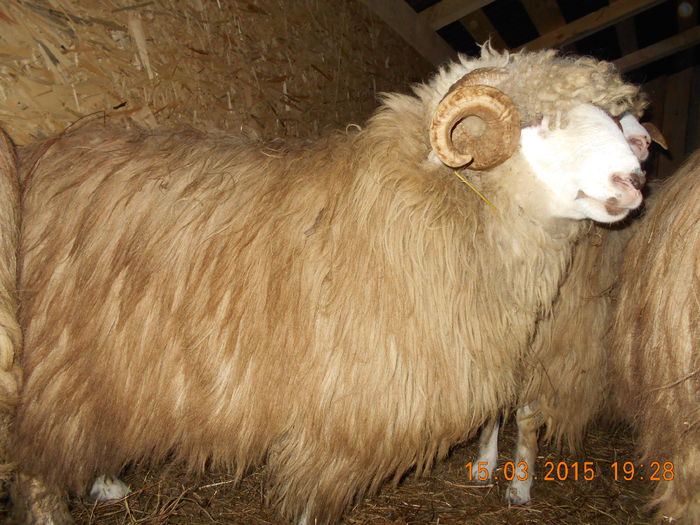 DSCN2398 - Berbeci 2o14-2015