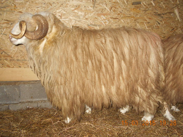 DSCN2399 - Berbeci 2o14-2015