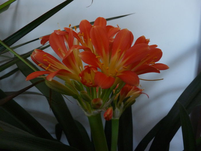 Clivia miniata - Crin și clivia