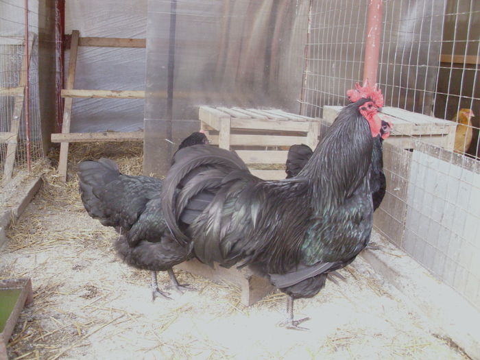 IMG_1054 - Copy - Z AUSTRALORP 2015