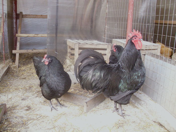 IMG_1055 - Z AUSTRALORP 2015