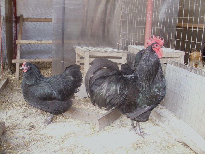 IMG_1056 - Copy - Z AUSTRALORP 2015