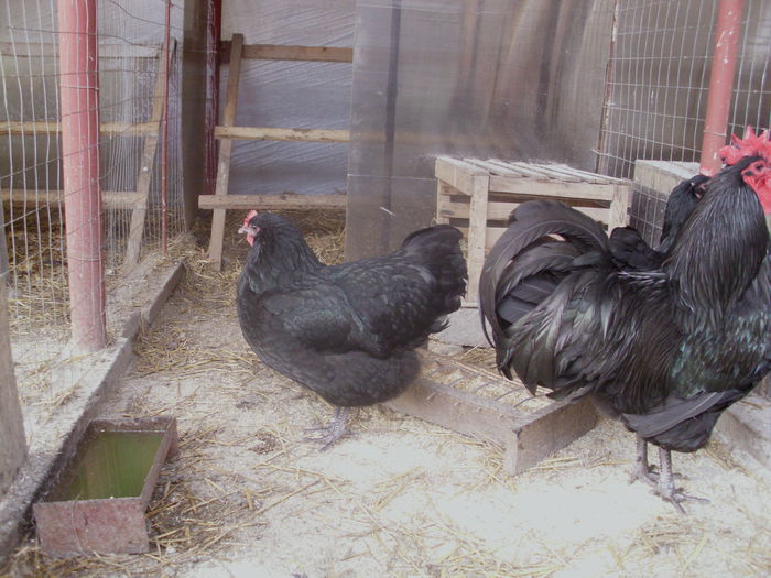 IMG_1057 - Copy - Z AUSTRALORP 2015