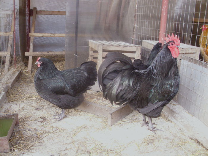 IMG_1059 - Z AUSTRALORP 2015