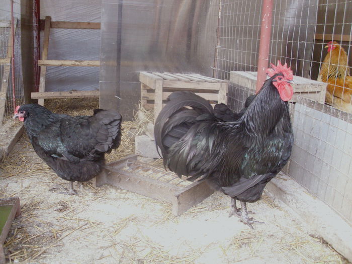 IMG_1060 - Z AUSTRALORP 2015