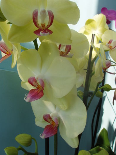 orhidee phalaenopsis