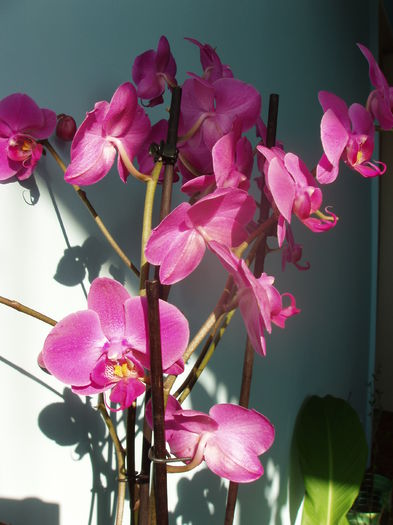 orhidee phalaenopsis - orhidee