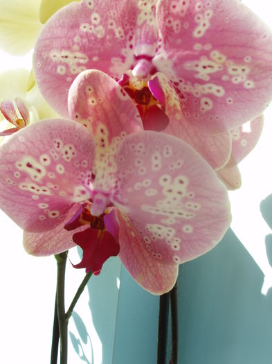 orhidee phalaenopsis - orhidee