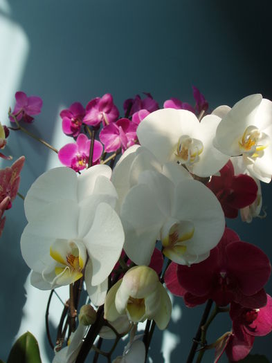 orhidee phalaenopsis - orhidee