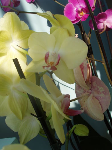 orhidee phalaenopsis - orhidee