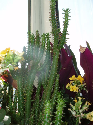 Austrocylindropuntia subulata