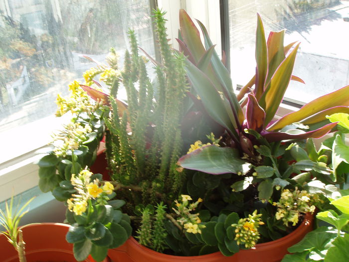 Austrocylindropuntia subulata