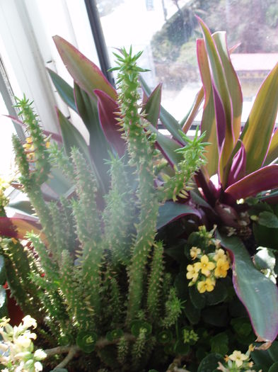 Austrocylindropuntia subulata