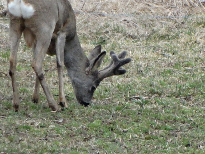 DSC09375 - Animale salbatice