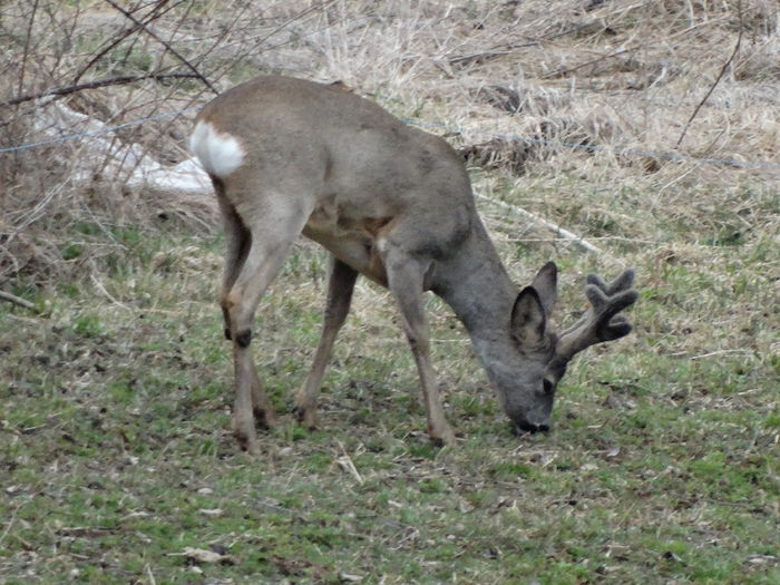 DSC09374 - Animale salbatice