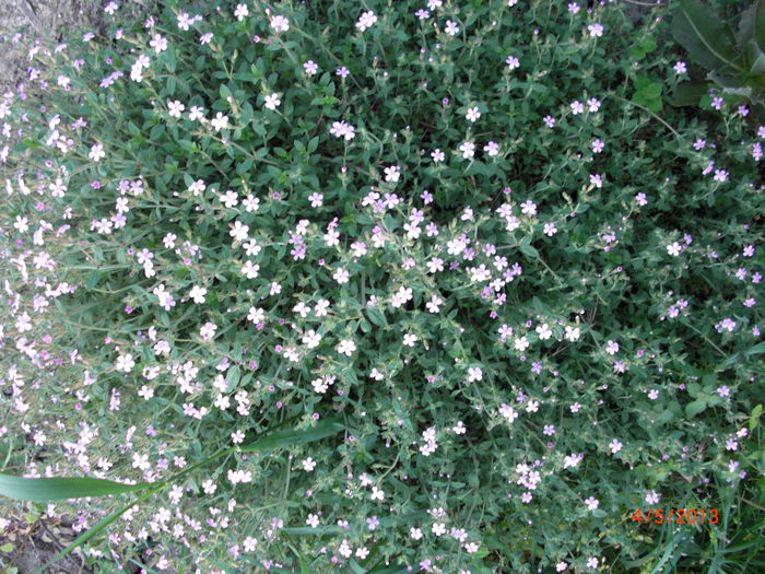 cimbrisor de munte - Gradina Casa si Plante Rare sau Deosebite pentru Sanatate