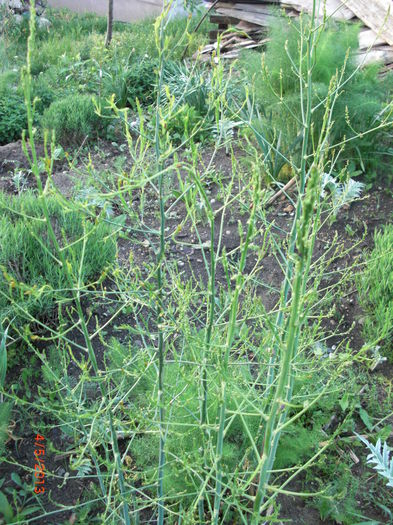 asparagus - Gradina Casa si Plante Rare sau Deosebite pentru Sanatate