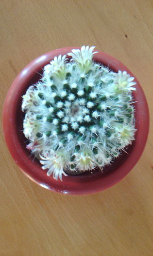 2015-03-17 16.43.30 - CACTUSI 2015