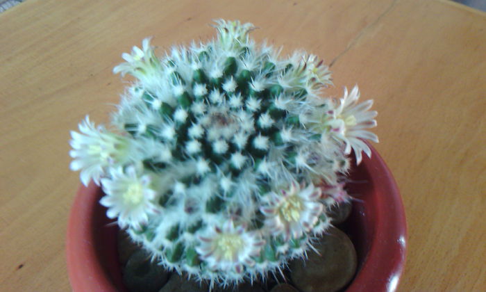 2015-03-17 16.44.23 - CACTUSI 2015