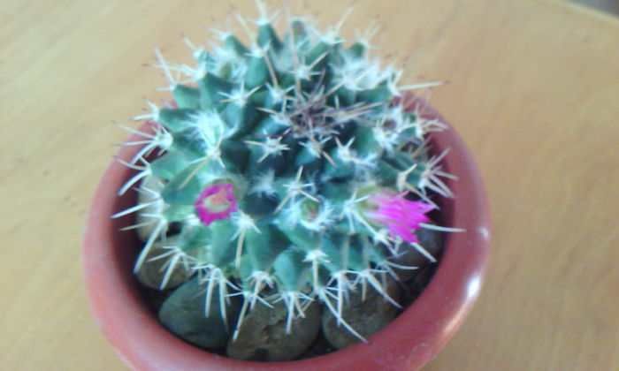 2015-03-17 16.45.46 - CACTUSI 2015