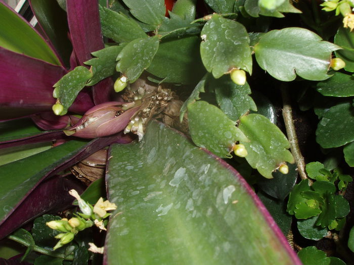 craciunita - SCHLUMBERGERA- craciunita