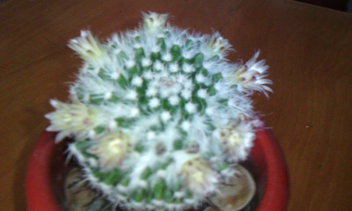 2015-03-17 17.34.01 - CACTUSI 2015