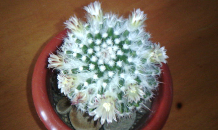 2015-03-17 17.34.43 - CACTUSI 2015