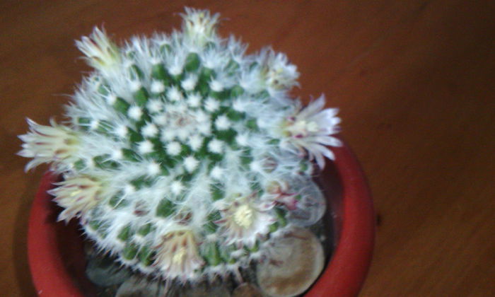 2015-03-17 17.33.36 - CACTUSI 2015