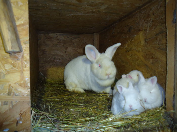 DSC08618 - Z poze aprilie 2015