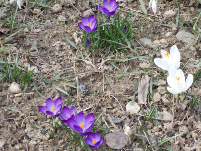 DSCN1396 - 2015 flori din gradina mea
