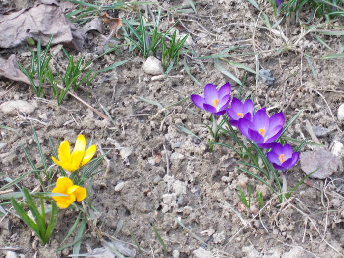 DSCN1397 - 2015 flori din gradina mea