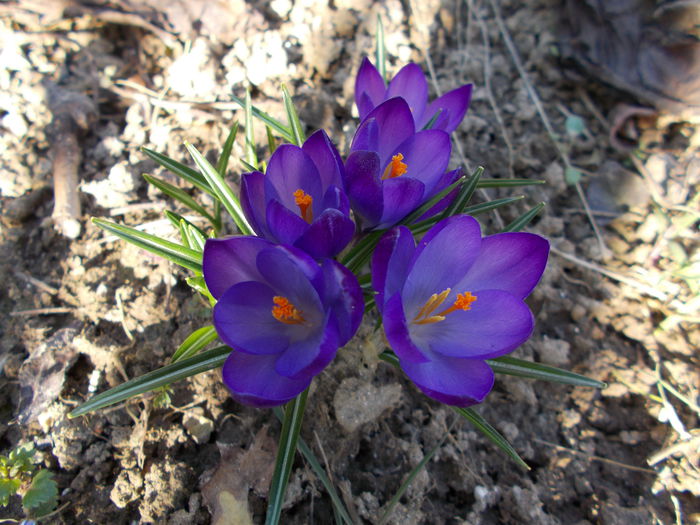 DSCN1407 - 2015 flori din gradina mea