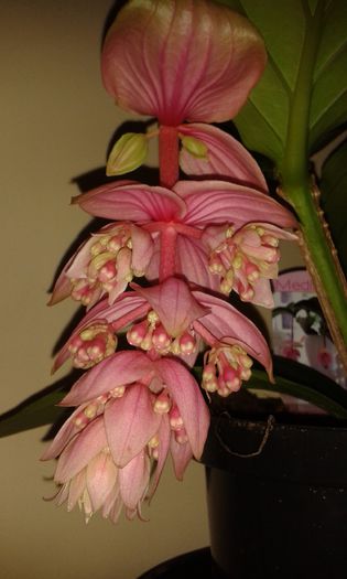 20150313_170128 - Medinilla-cea mai iubita floare