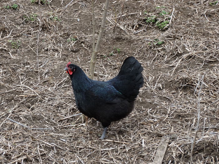 DSC09510 - Gaini 2015