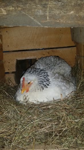 closca1 - Gaini 2015