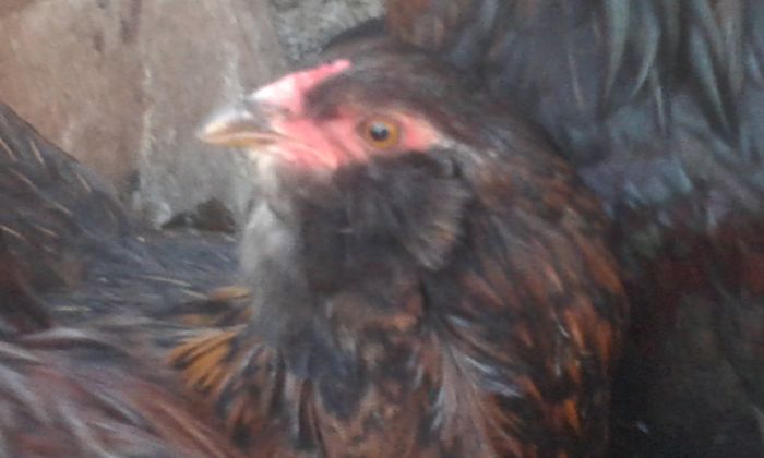 20150317_152345 - Araucana 2015