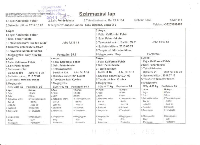 iepuri.ped.Anna 001 - Femela 3- Anna