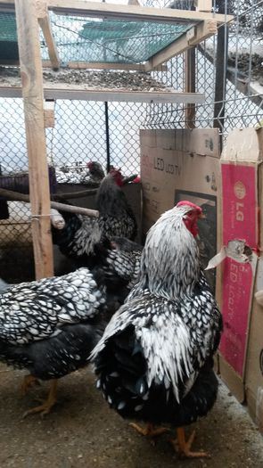 20150125_132128 - wyandotte argintiu matca 2015-arhiva