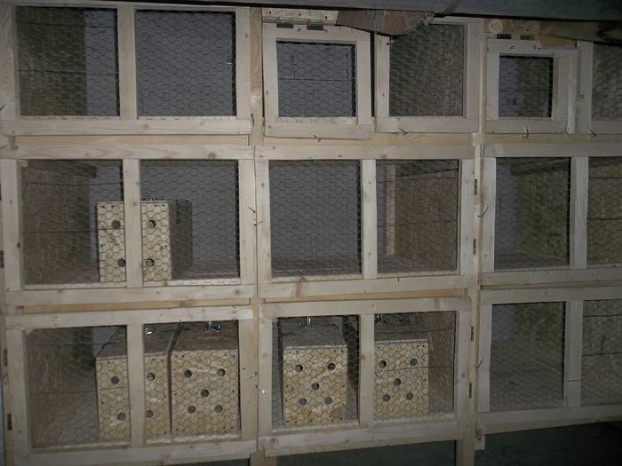 Adaposturi iepuri 2015 001