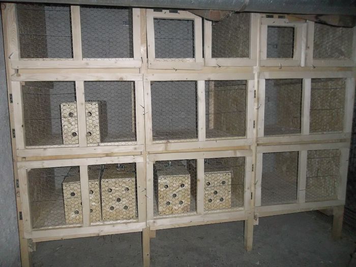 Adaposturi iepuri 2015 007