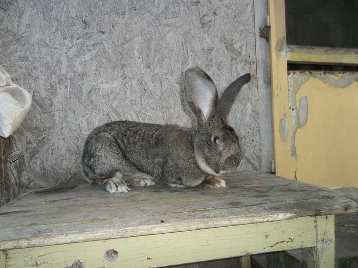 Mascul 98 puncte, vicecampionul Germaniei 015