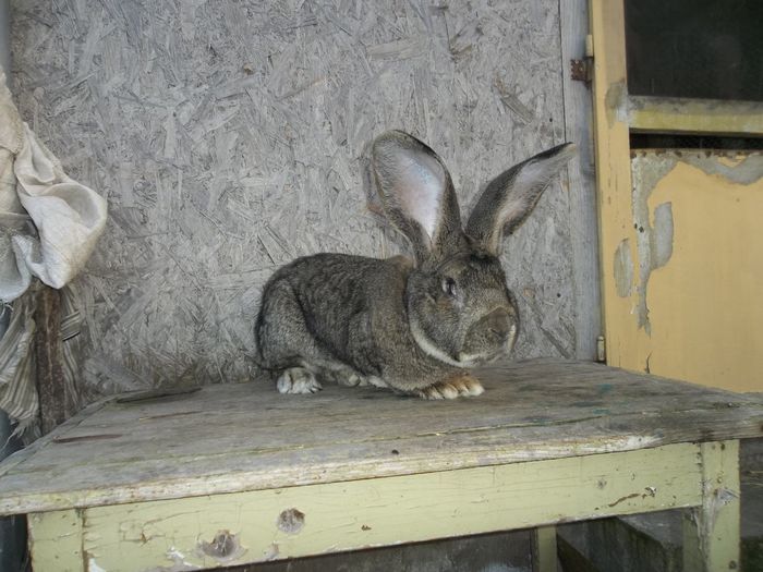 Mascul 98 puncte, vicecampionul Germaniei 016