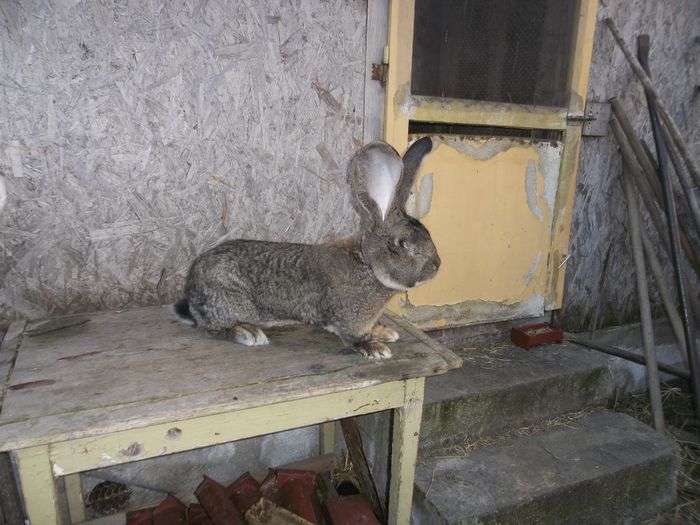 Mascul 98 puncte, vicecampionul Germaniei 018