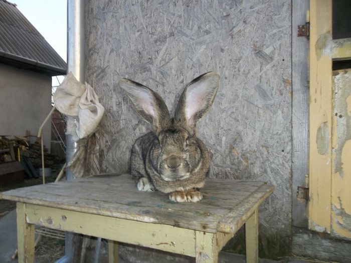 Mascul 98 puncte, vicecampionul Germaniei 019