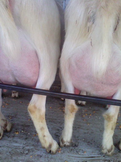 Pulpita capra saanen la prima fatare - 000001 - Martie 2015 CAPRE SAANEN la prima fatare pe stand de muls