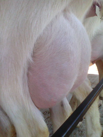 Uger la prima fatare capra saanen - 000001 - Martie 2015 CAPRE SAANEN la prima fatare pe stand de muls