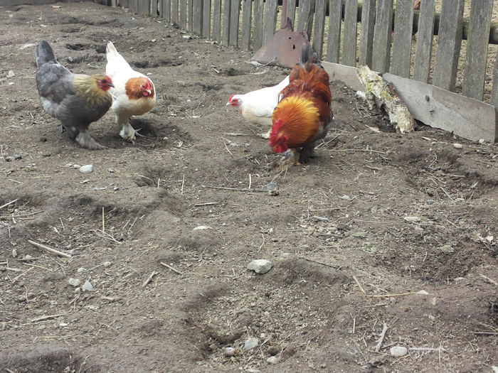 isi cheama prietenele