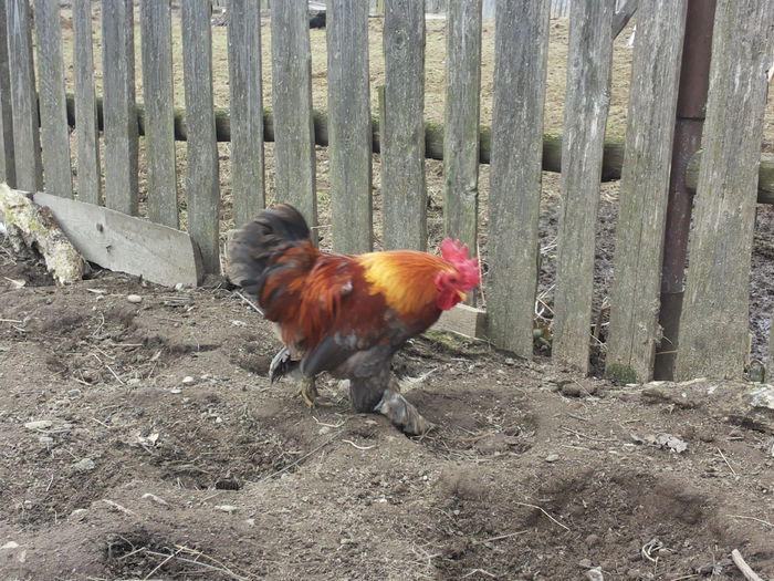 idolul puicutelor :)